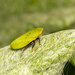 Tettigometra sulphurea - Photo (c) Per Hoffmann Olsen, alguns direitos reservados (CC BY-NC), uploaded by Per Hoffmann Olsen