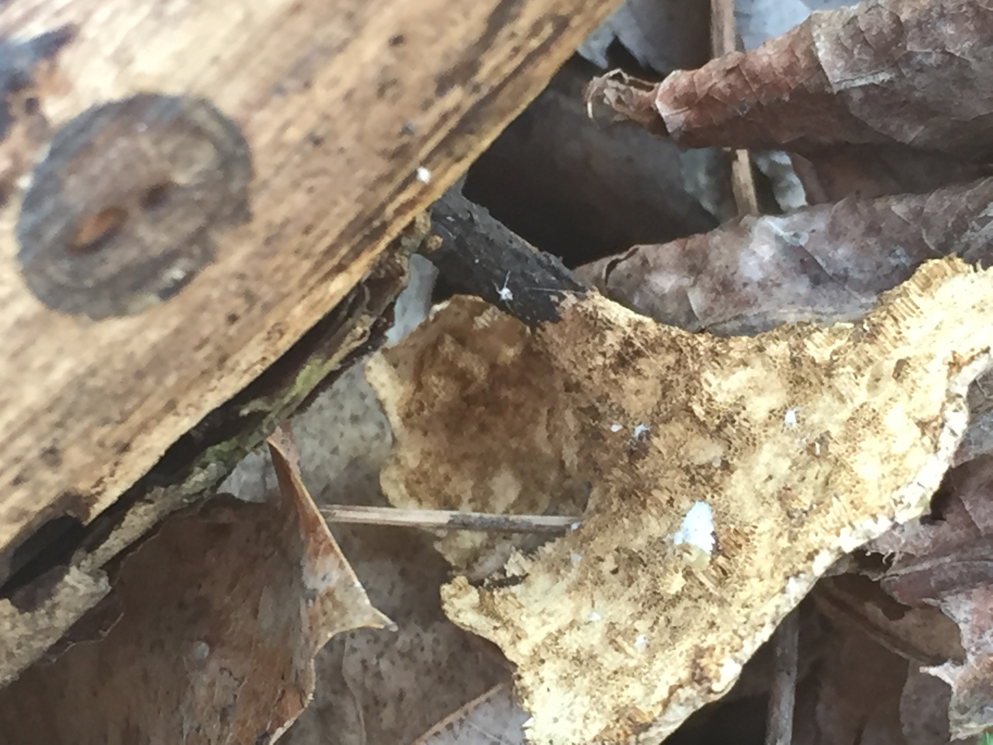 Polyporus varius image