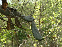 Opuntia auberi