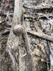 Cahuillus indioensis