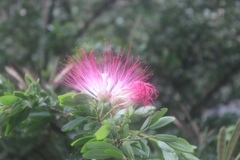 Calliandra angustifolia