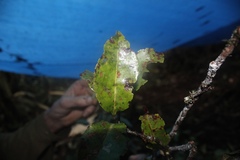 Humiriastrum mapiriense