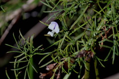 Psoralea platyphylla