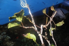 Humiriastrum mapiriense