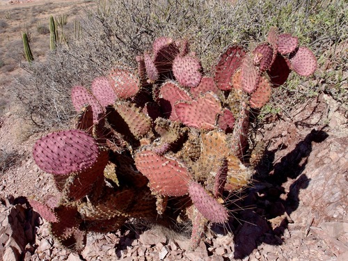 Image of Opuntia gosseliniana by (c) Sue Carnahan, some rights reserved (CC BY)