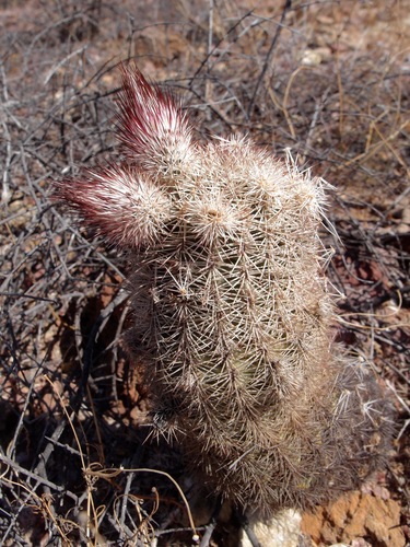 Echinocereus scopulorum