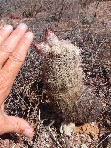 Image of Echinocereus scopulorum by (c) Sue Carnahan, some rights reserved (CC BY)