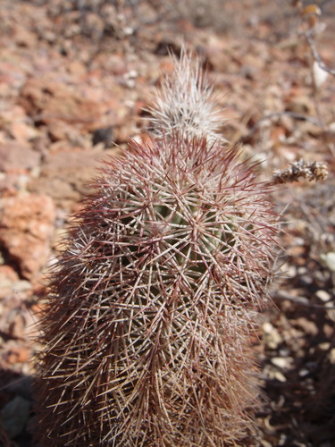 Image of Echinocereus scopulorum by (c) Sue Carnahan, some rights reserved (CC BY)