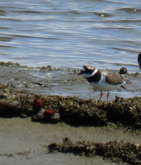 Charadrius hiaticula