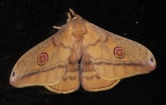 Opodiphthera rhythmica