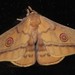 Opodiphthera rhythmica - Photo (c) Ian McMaster,  זכויות יוצרים חלקיות (CC BY-NC), הועלה על ידי Ian McMaster