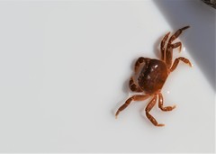 Cyclograpsus integer