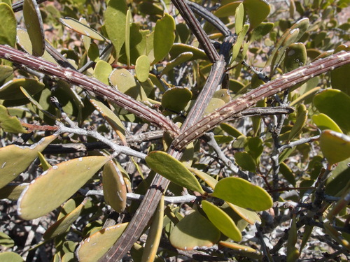 Image of Peniocereus striatus by (c) Sue Carnahan, some rights reserved (CC BY)