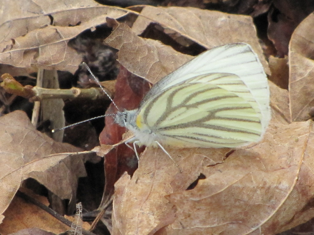 Mustard White