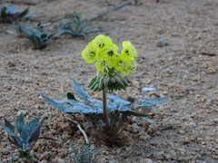 Chylismia claviformis lancifolia