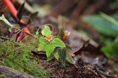 Salpinga maranonensis