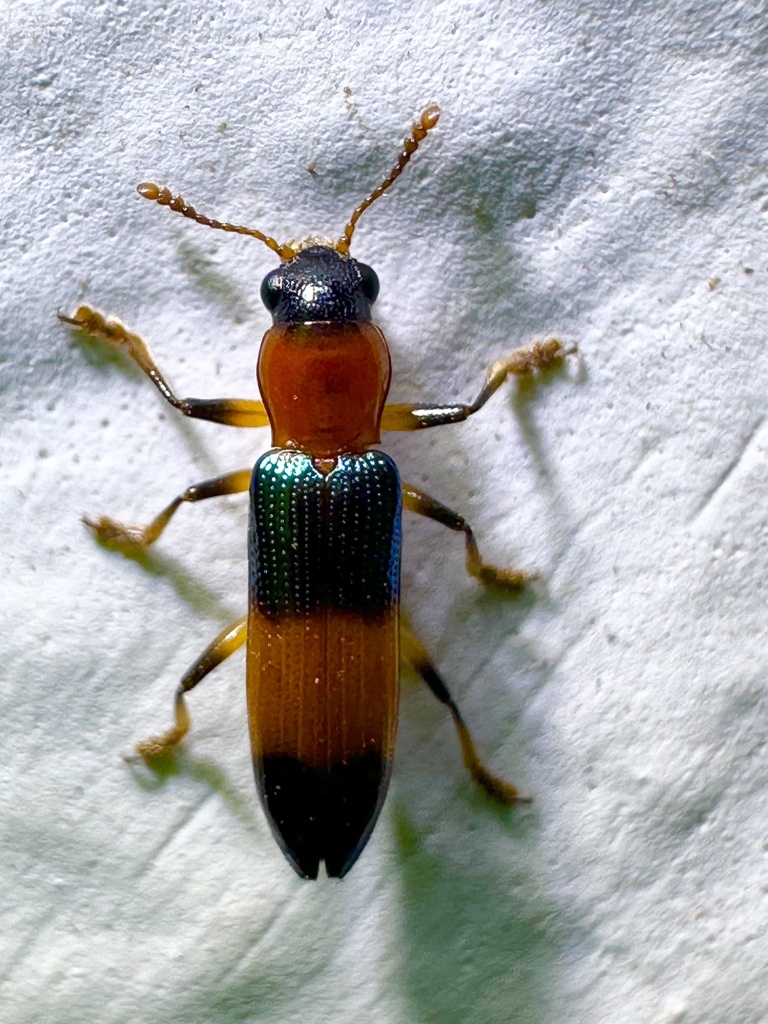 Clerolanguria