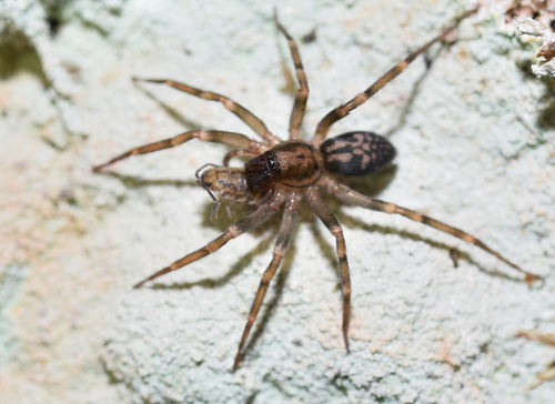 Pied Stone Spider