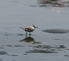Charadrius marginatus