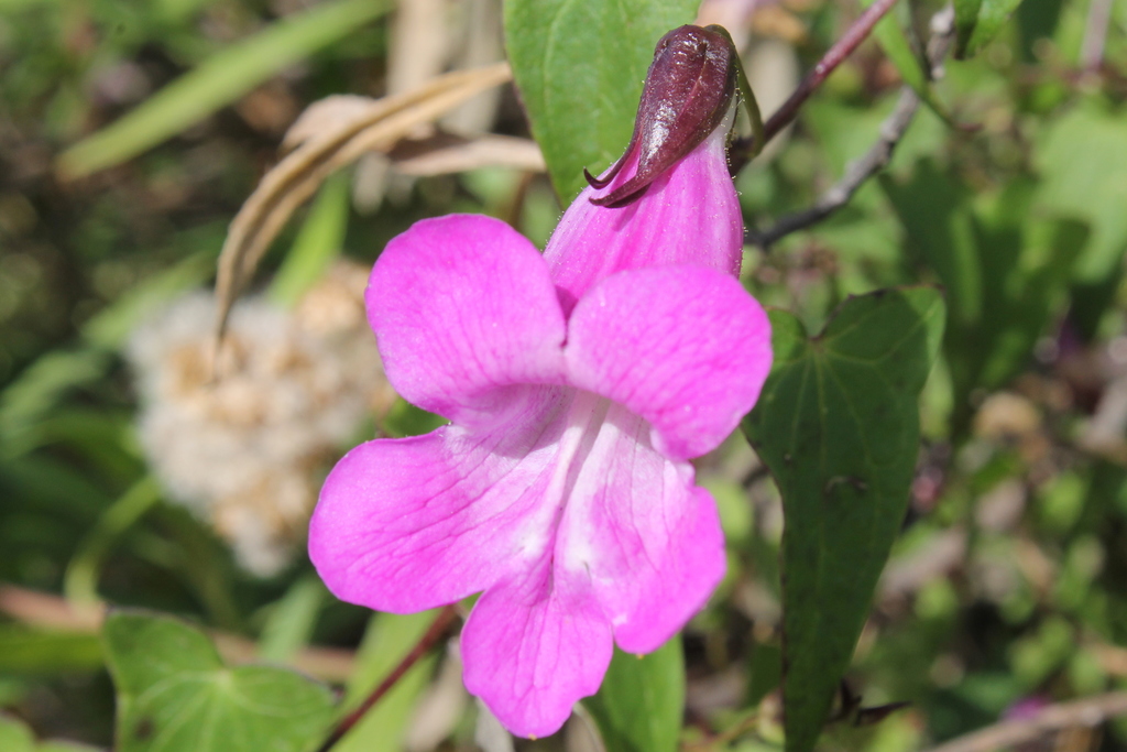Pink Snapdragon Vine