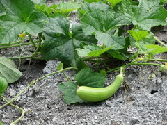 Cucumis sativus