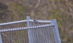 Phoenicurus ochruros