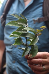 Lissocarpa ronliesneri