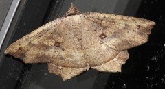 Polyacme subpulchra