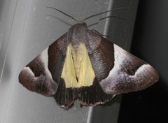 Niceteria macrocosma