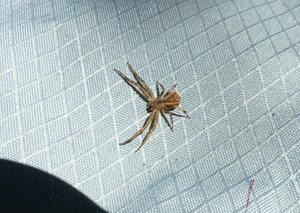 Squareended Crab Spiders from Corio VIC 3214, Australia on November 18