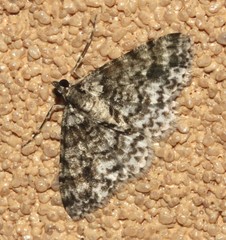 Myrioblephara desumpta