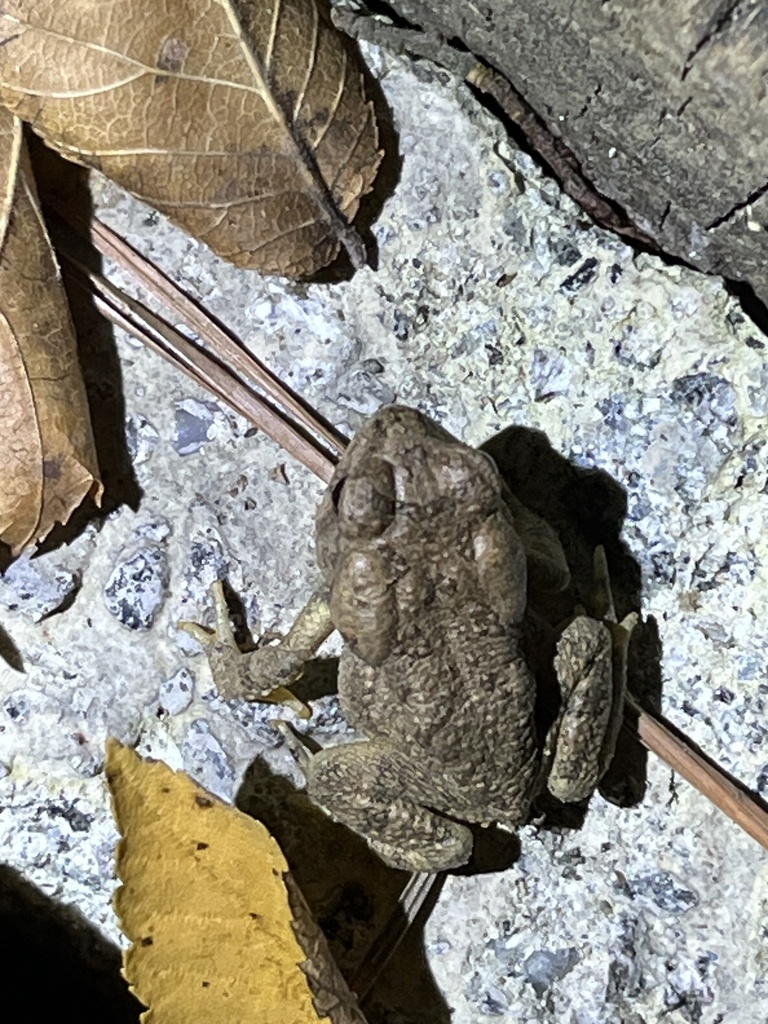 North American Toads from Apex, NC, US on November 17, 2023 at 05:56 PM ...