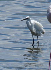 Egretta garzetta