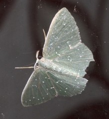 Prasinocyma iosticta