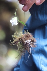 Utricularia asplundii