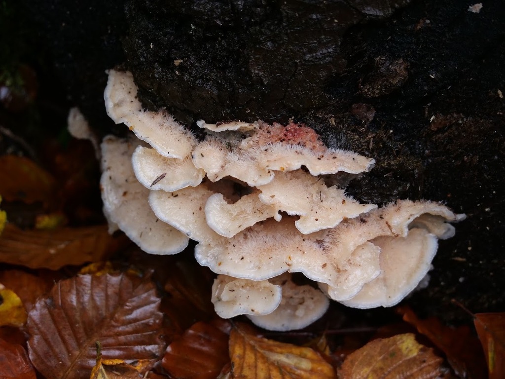 Trembling Crust from Box Hill (National Trust), nr. Dorking, RH5 6BY on