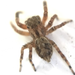Mexigonus morosus