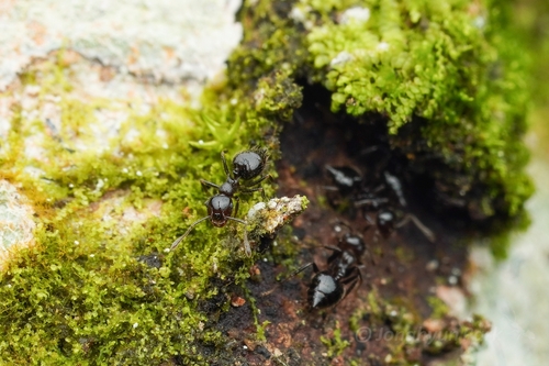 Crematogaster carinataCrematogaster carinata