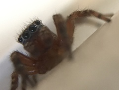 Mexigonus morosus