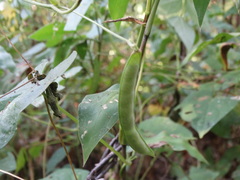 Phaseolus acutifolius