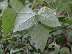 Phaseolus acutifolius