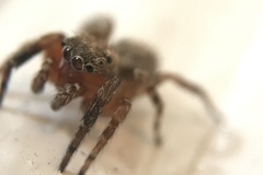 Mexigonus morosus
