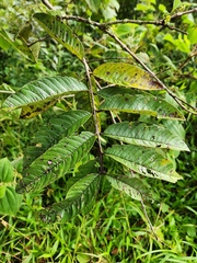 Psidium guajava image