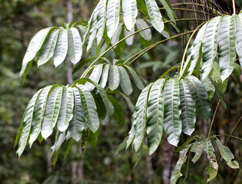 Schefflera observed 2023-10-13