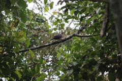 Patagioenas plumbea
