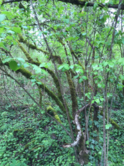 Viburnum ellipticum