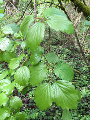 Viburnum ellipticum