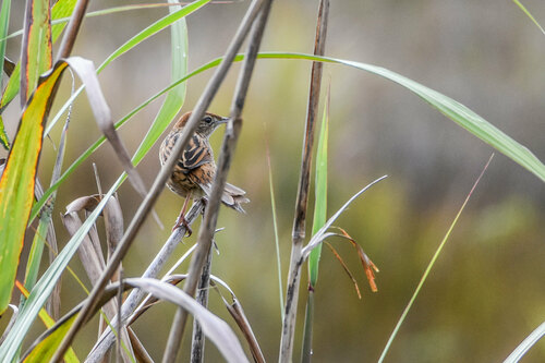 Papuan Grassbird (Cincloramphus macrurus), photo 3