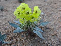 Chylismia claviformis lancifolia