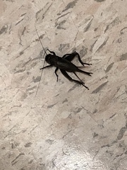 Gryllus texensis
